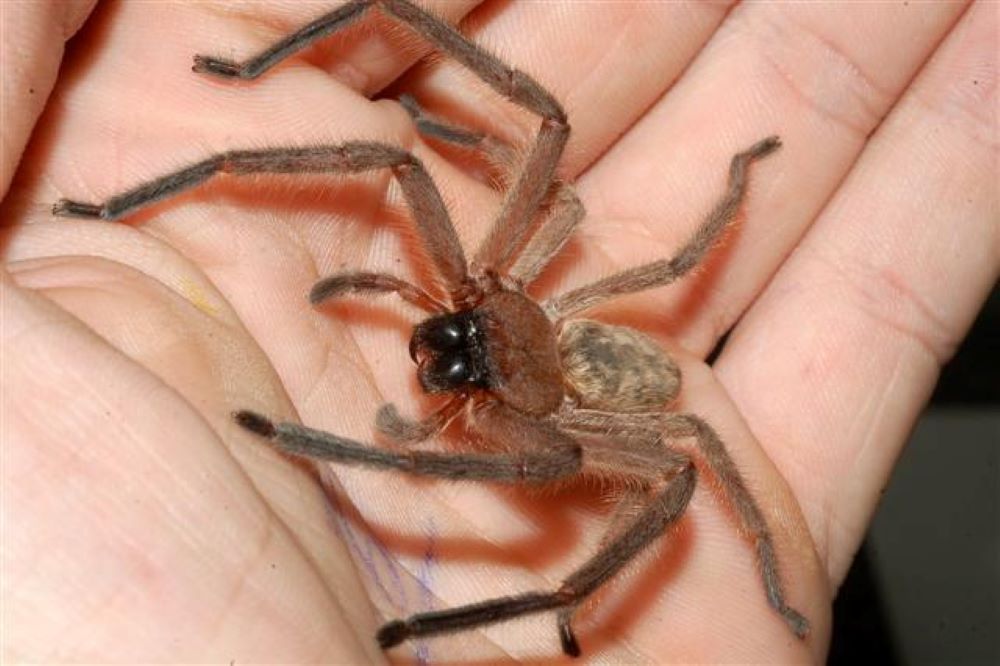 brown hairy spider with black head on hand - Most Dangerous Animals in Australia