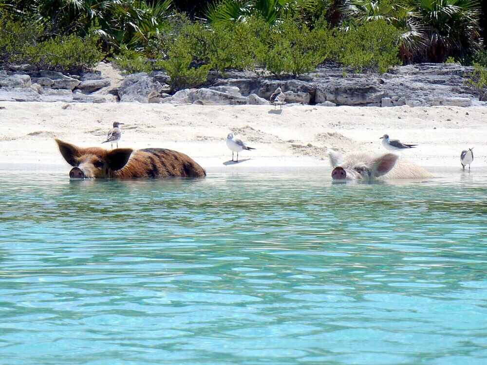 pigs soak in beach water with some birds on the background