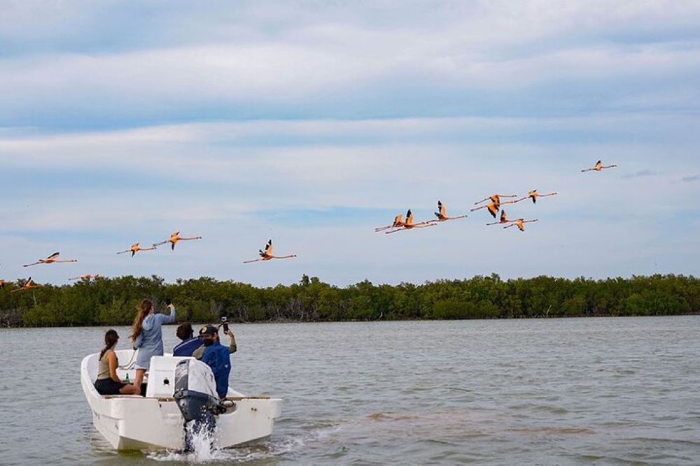 people in a small boat in the middle of the body of water watching birds flying