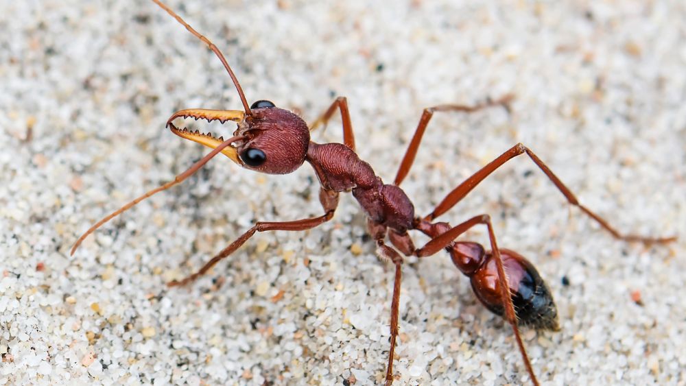 red body black tail Bulldog Ants - Most Dangerous Animals in Australia