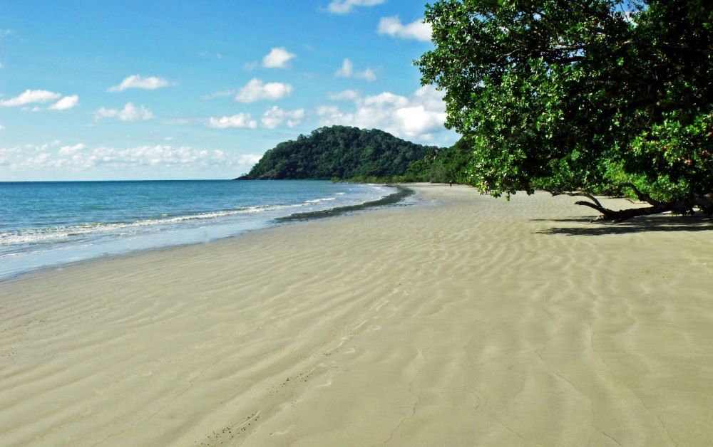 green trees and forest near the ocean