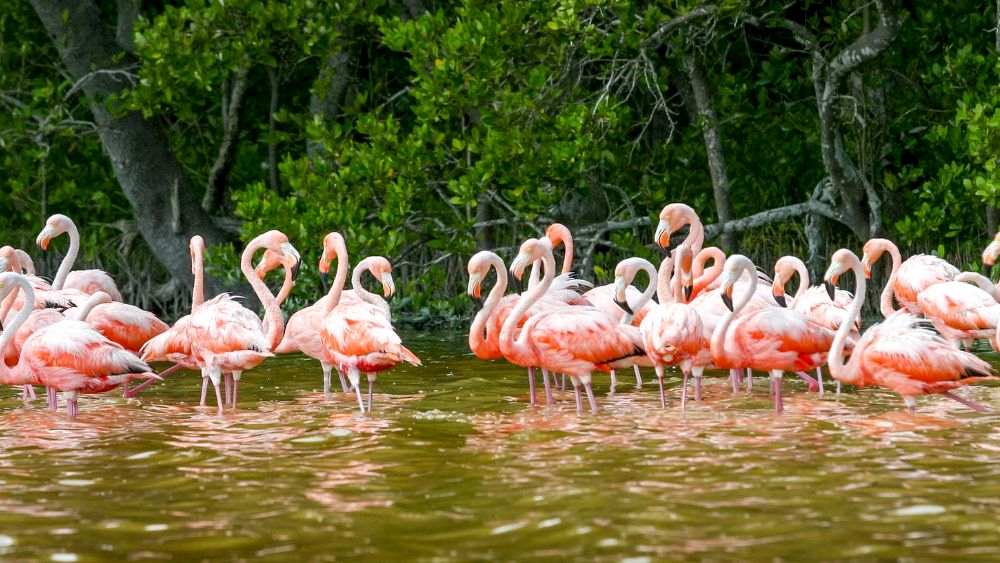 group of Flamingo in the body of water near mangroves-Amazing Things to Do in Mexico's Yucatan Peninsula