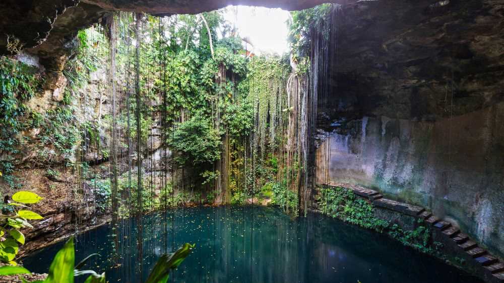 majestic looking cenotes full of green plants and twigs- Amazing Things to Do in Mexico's Yucatan Peninsula
