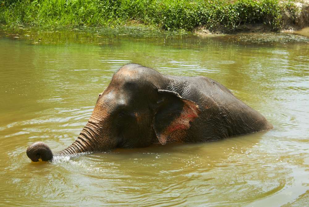 elephant in a body of water