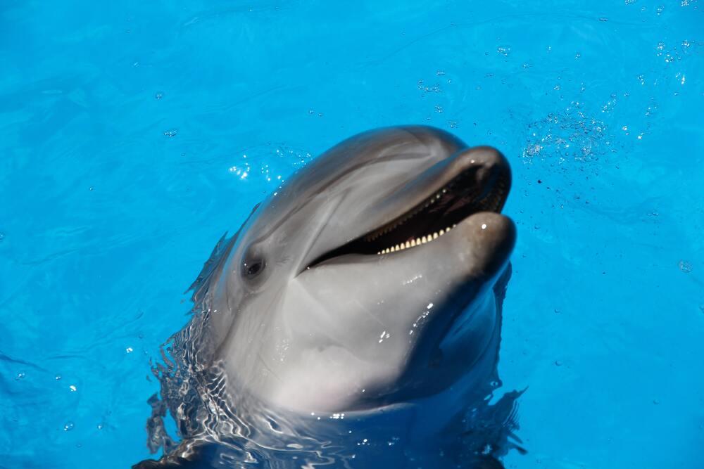 cute Dolphin showing his head while still in water in Cove, Aruba