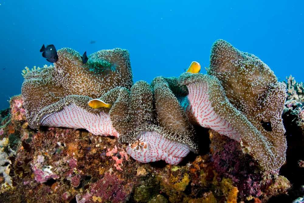 colorful reef and clams with small fishes