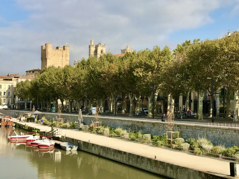 trees line up near body of water