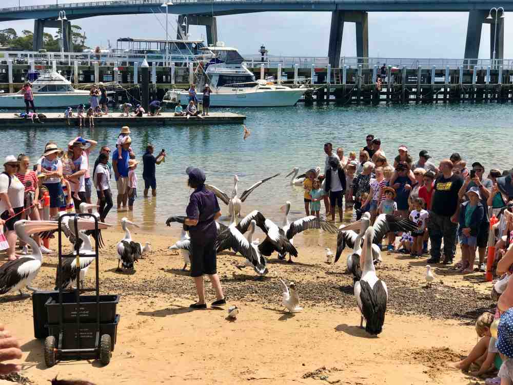 people near the ocean with pelicans