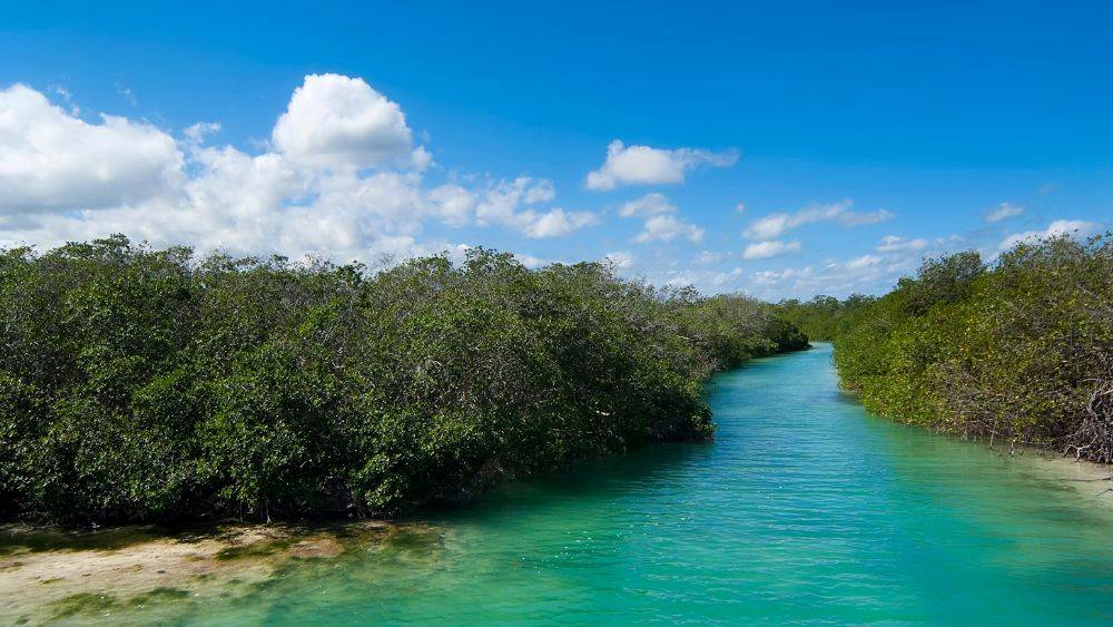 clear blue body of water surrounded by mangroves and green plants