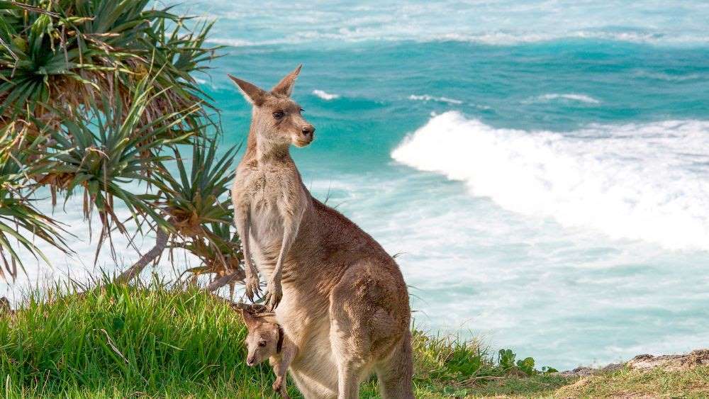 mother and child Kangaroo with beach in the background - Best Places to Visit in Australia