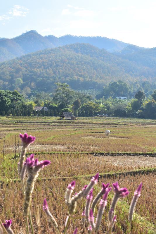 farm view with background of lushy green mountian