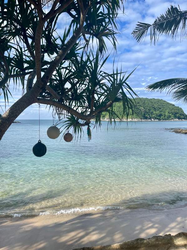 beach front with big tree - phuket vs krabi- phuket vs krabi
