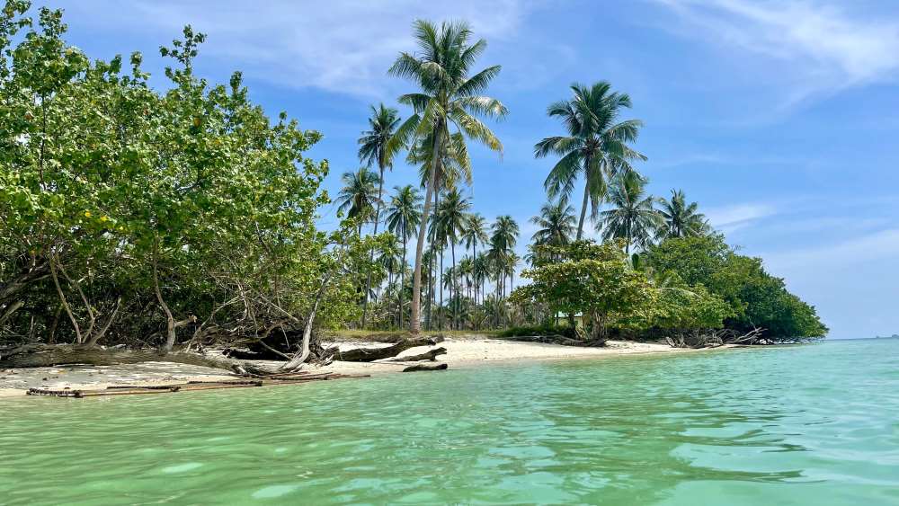 green trees near the green beach