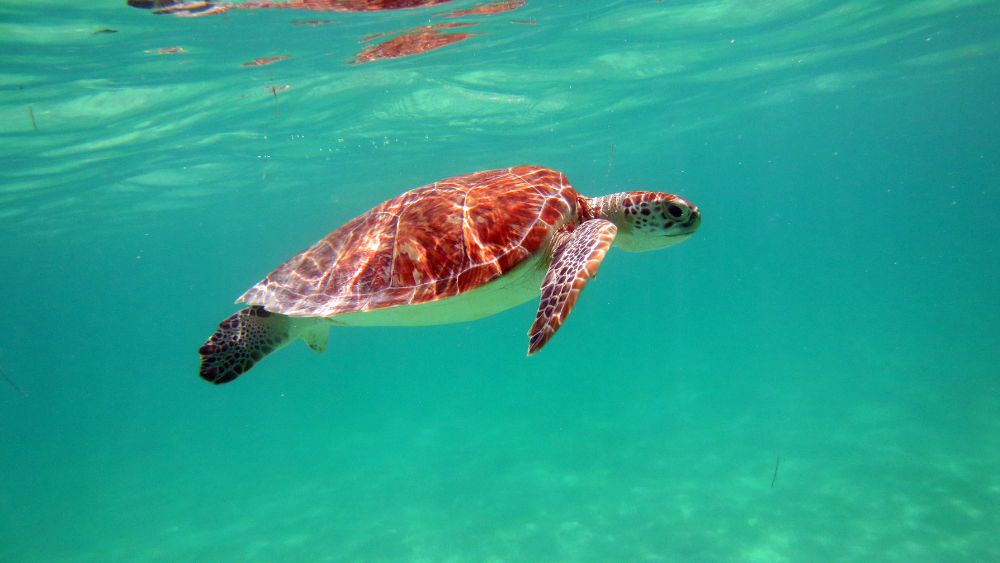 Sea Turtles underwater swimmng