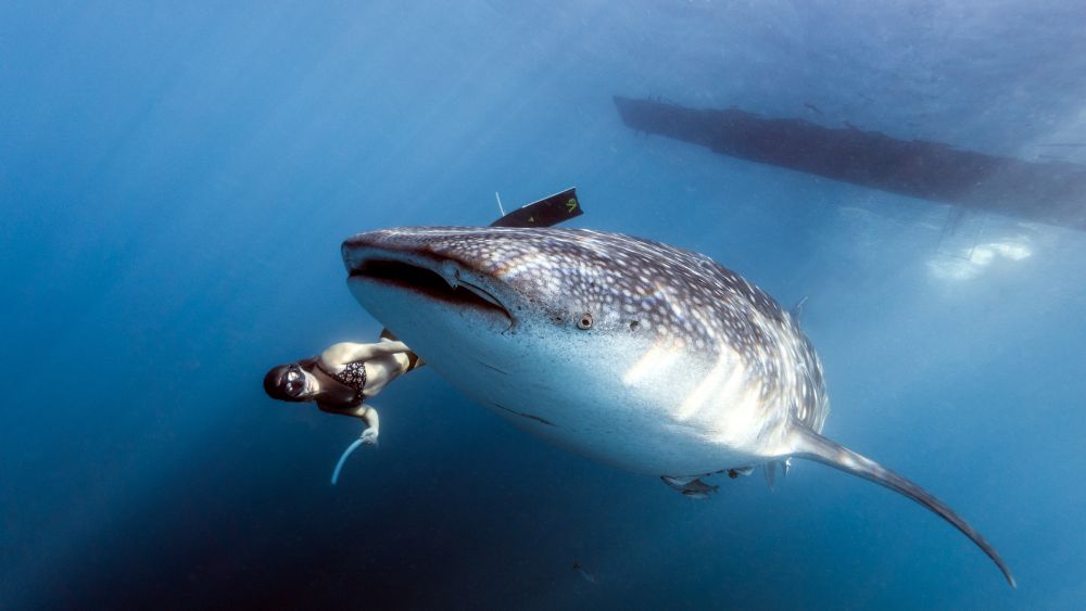 woman swimming with whale shark