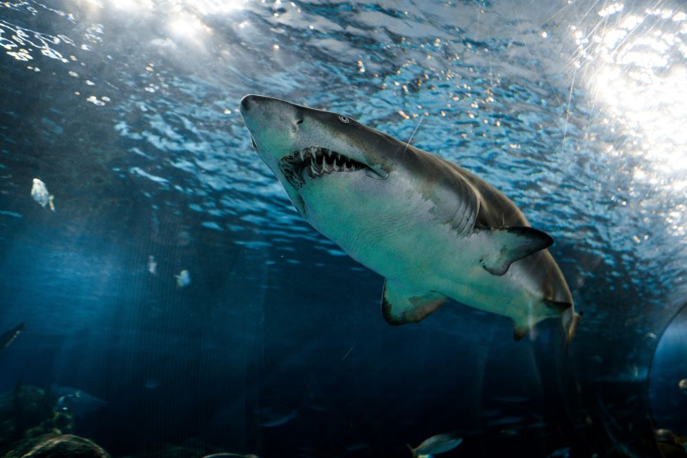 White Shark showing sharp teeth underwater