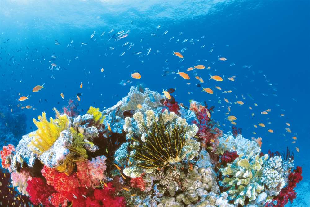 colorful coral reefs surrounded by small fishes - Best Scuba Diving in Australia